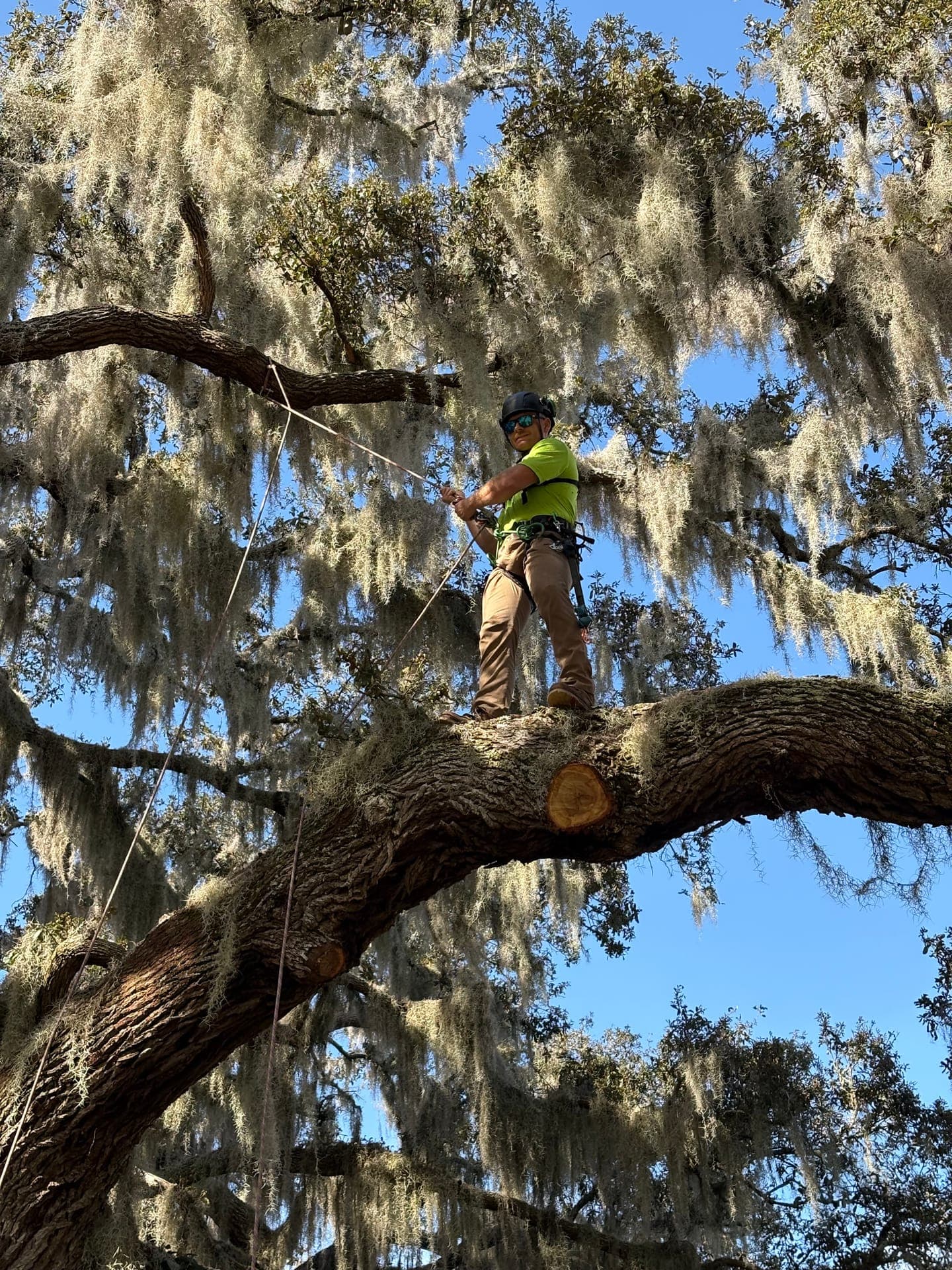 Fallen tree cleared from a Central Florida property