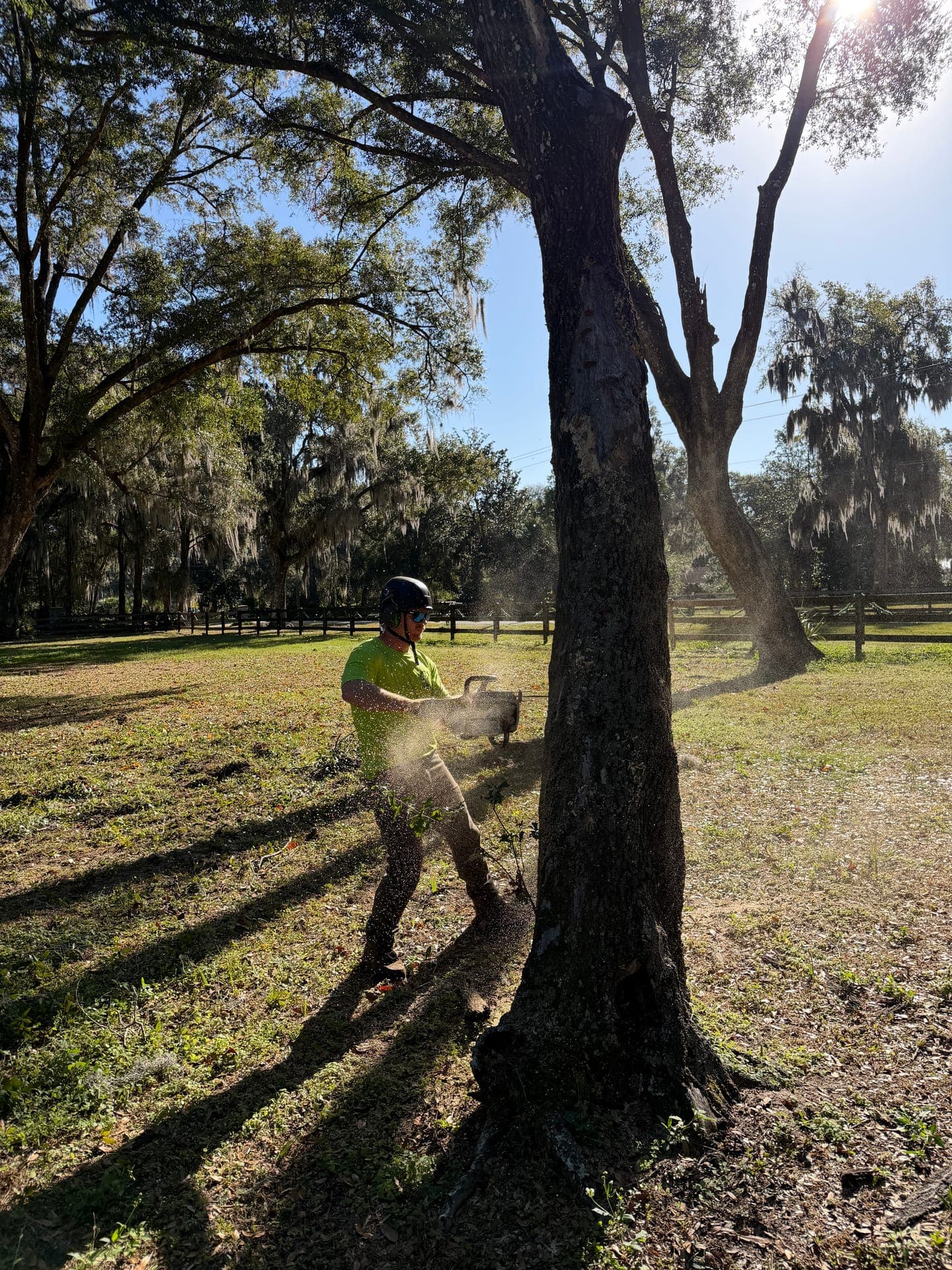 Stump grinding following a hardwood removal