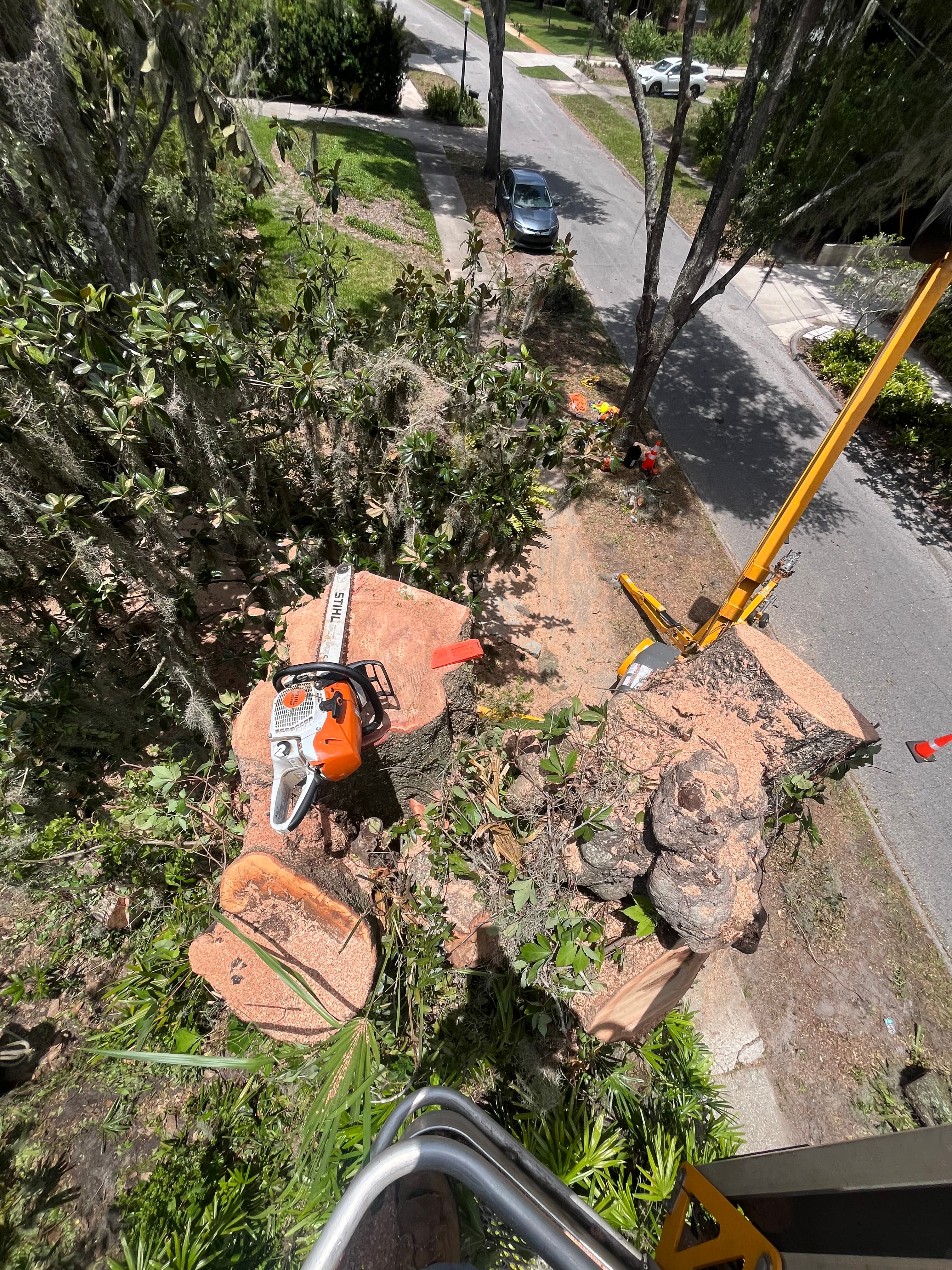 Tree Services in South Daytona FL