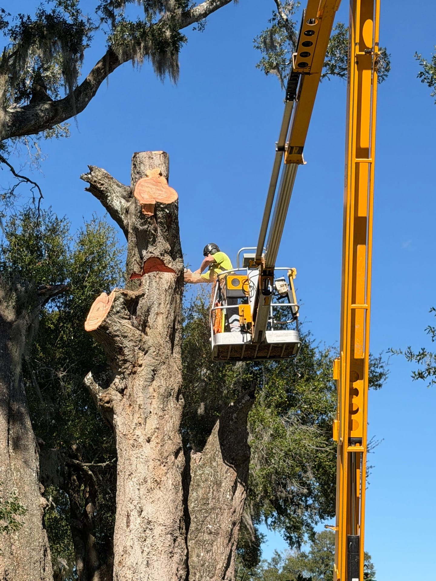 Newly installed tree on a residential property