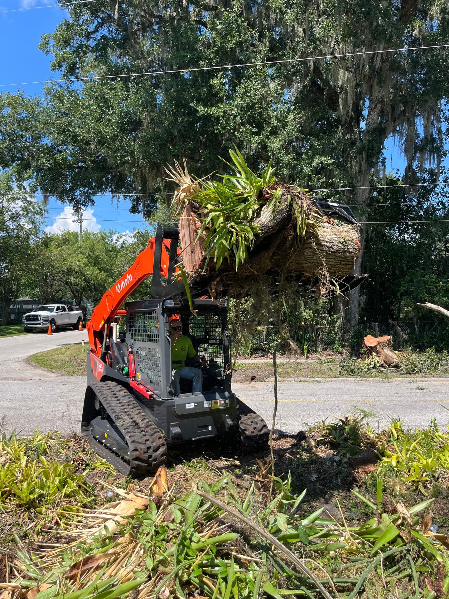 Professional tree trimming and canopy reduction