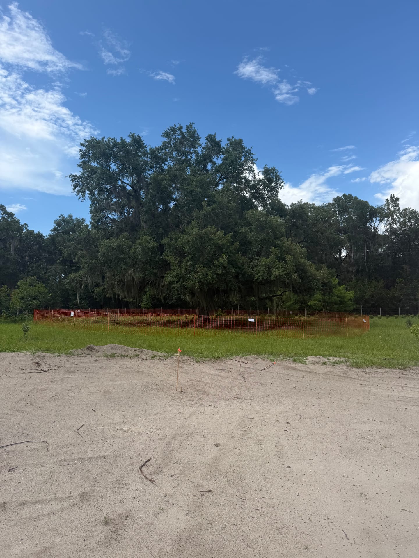 ISA Certified Arborist tree protection zone on a Central Florida job site
